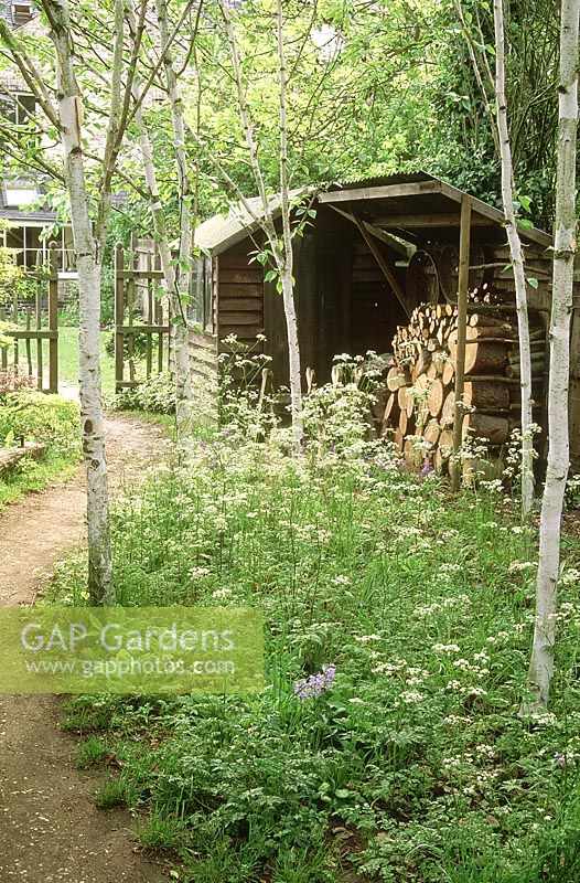 Jardin de la ville avec zone boisée, chemin à travers un groupe de betula - bouleau, fleurs sauvages, tas de bois, vue sur la pelouse