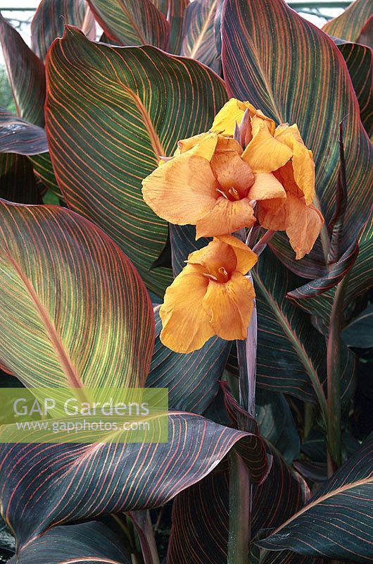 Canna tropicana