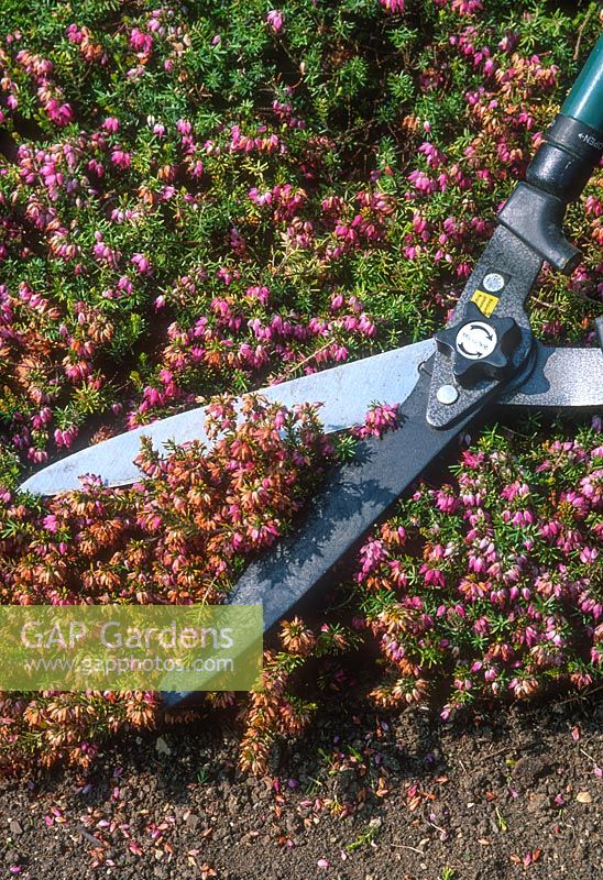 Bruyère morte avec cisaille après la floraison - Erica carnea 'Aurea', avril