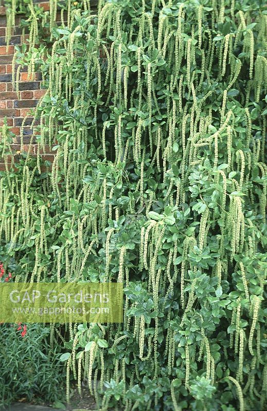 Itea ilicifolia - Sweet Spire à feuilles de houx poussant sur le mur, juillet
