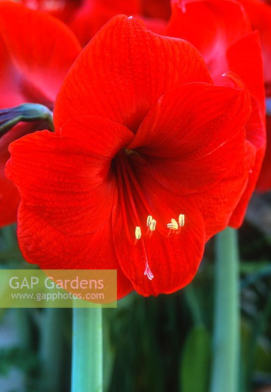 Hippeastrum - Amarylis, gros plan d'une grande fleur rouge, mai