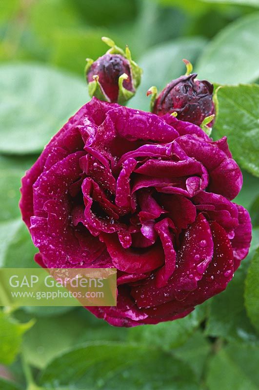 Rosa 'Souvenir du Docteur Jamain' - hybride grimpant rose perpétuelle, fleur rouge foncé avec goutte d'eau