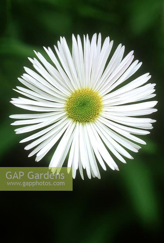 Erigeron 'Quakeress' gros plan de fleur blanche