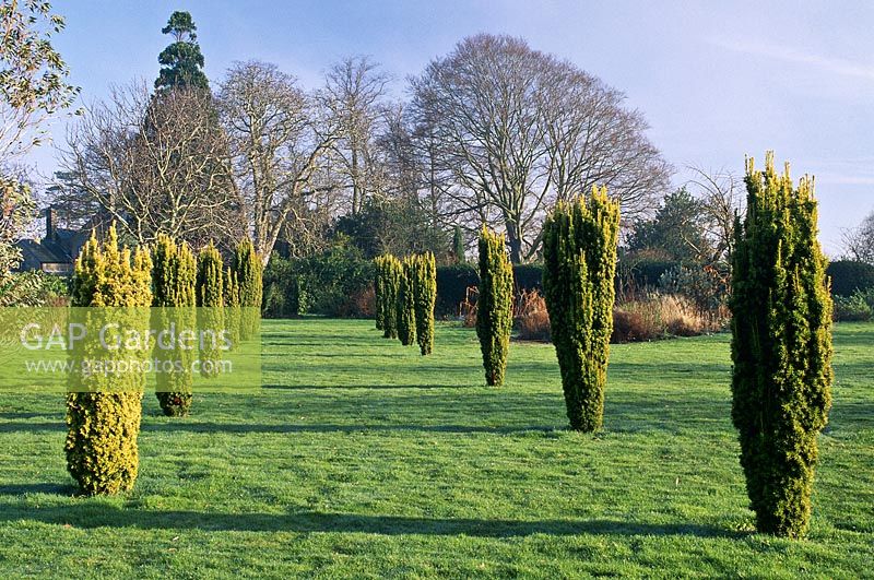 Avenue de Taxus baccata 'Fastigiata Aurea' - if irlandais sur pelouse, plantes de jardin Cambridge