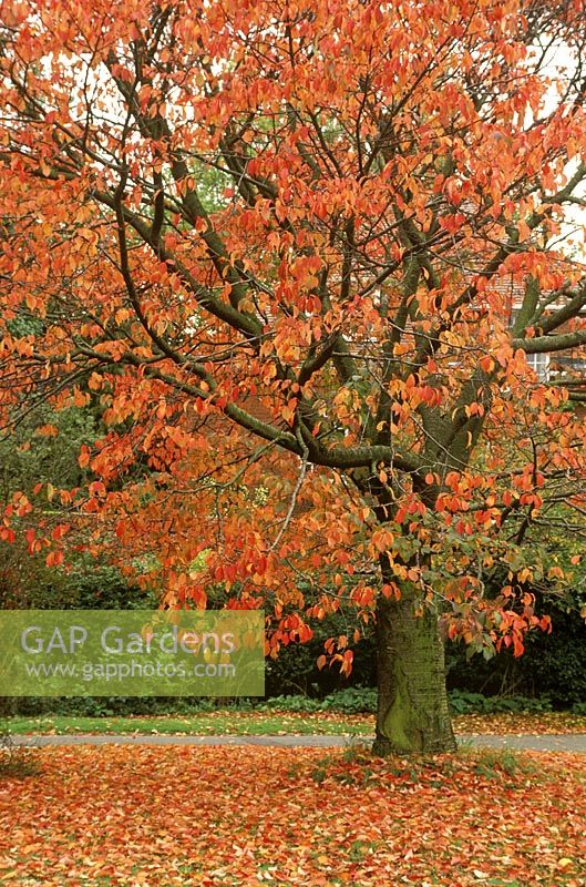 Prunus sargentii, couleur d'automne avec chute des feuilles, septembre