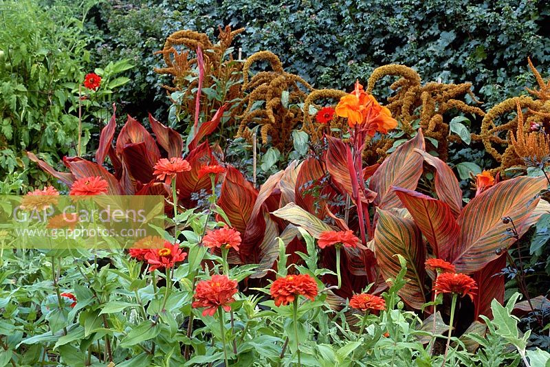 Association de plantes de bronze avec canna durban, zinnia malo, amaranthus, Eli Lily garden, Indianapolis, USA