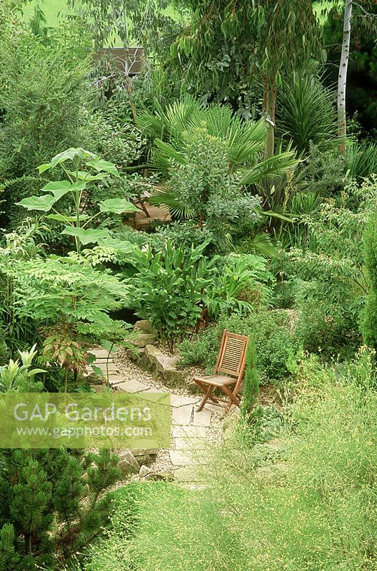 Plantation tropicale dans le jardin de Londres, chaise pour une personne, Genista aetnensis, Aralia elata, hedychium, paulownia tomentosa, trachycarpus, phormium, cordyline