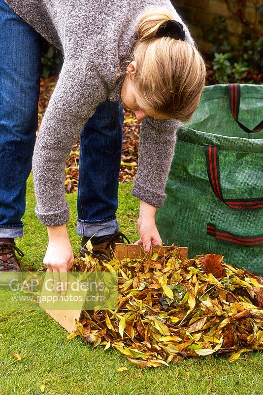 Femme ramassant les feuilles d'automne de la pelouse avec deux morceaux de planche comme pinces à feuilles avant de placer les feuilles dans un grand pot à déchets de jardin