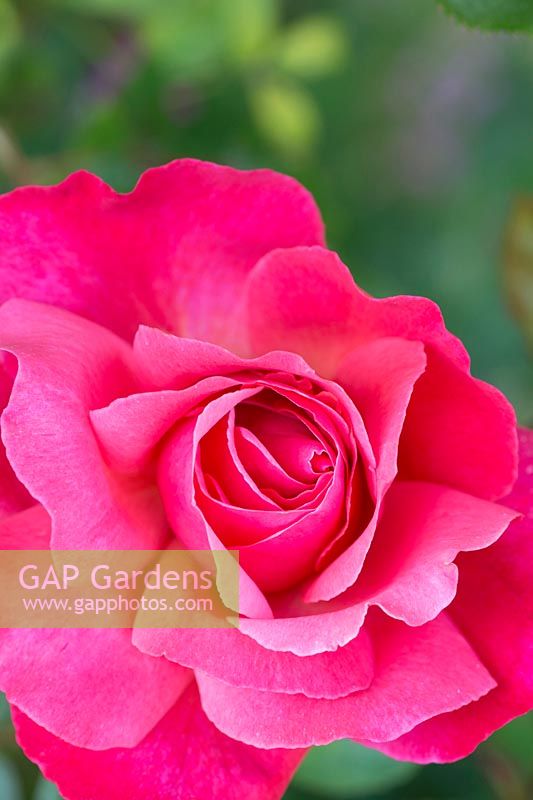Rosa 'Galway Bay'