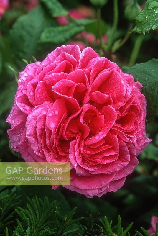 Rosa 'Madame Isaac Pereire', gros plan de fleur rose bourbon rose vif. David Austin Roses