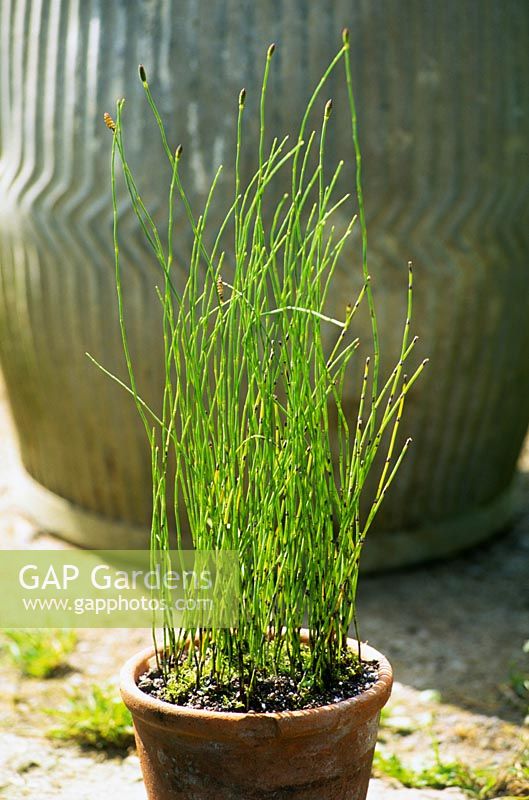 Equisetums ramosissimum - Ruée à récurer faisant pousser un pot en terre cuite