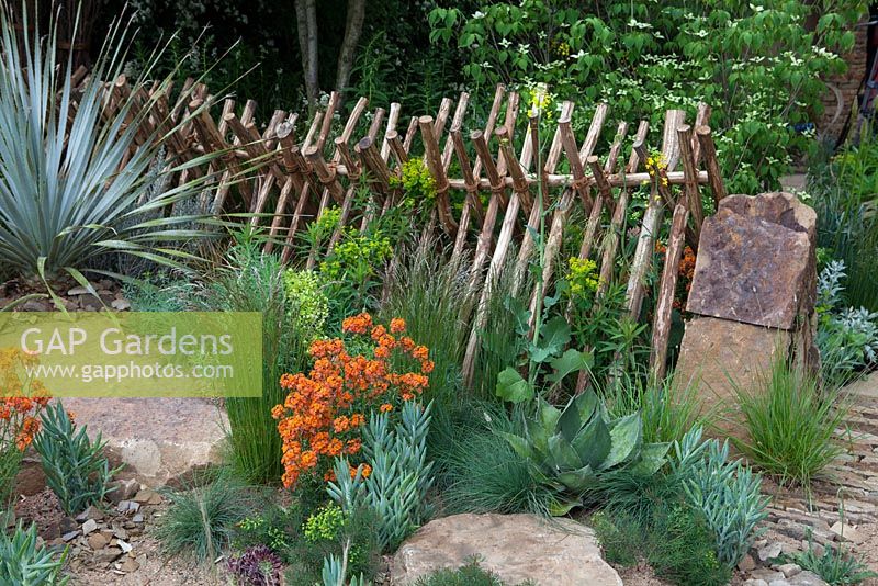 clôture en bois avec des espèces végétales sud-africaines. - Sentebale - Hope in Vulnerability, RHS Chelsea Flower Show, 2015