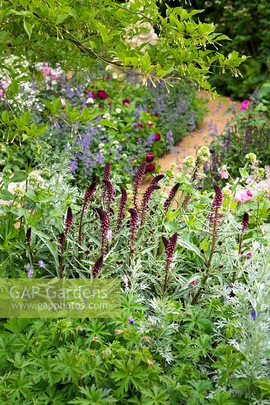 Le jardin M et G - La retraite. Vue du parterre de fleurs avec Lysimachia atropurpurea beaujolais, Artemisia absinthium 'Lambrook Silver'