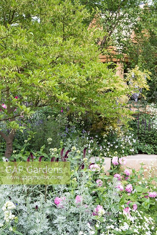 Styrax japonicus sous-planté de Lysimachia 'Beaujolais', Artemisia absinthium 'Lambrook Silver' et Rosa 'Louise Odier', The M and G Garden, The Retreat, RHS Chelsea Flower Show 2015