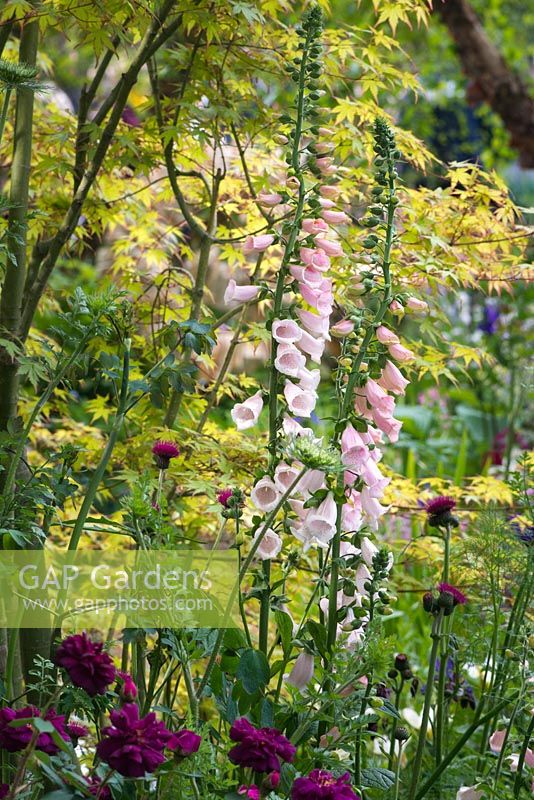 Digitalis purpurea 'L'abricot de Sutton '. Le jardin M et G. RHS Chelsea Flower Show 2015