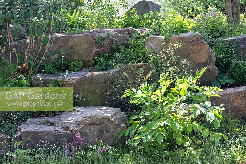 Jardin Laurent-Perrier Chatsworth, détail de la rocaille. Les plantes comprennent le campion, la consoude, les fraises alpines et le Polygonatum x hybridum