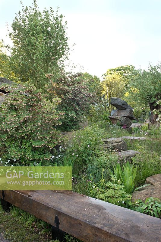 Le jardin Laurent-Perrier Chatsworth. Promenade en bois, rochers, Enkianthus campanulatus avec Rosa rubiginosa et Dipsacus fullonum