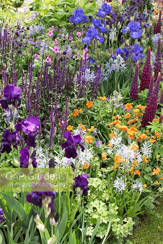 Le jardin Morgan Stanley Healthy Cities. Vue d'ensemble du parterre de fleurs planté d'iris, de geum et de lupins.