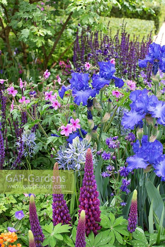 Le jardin Morgan Stanley Healthy Cities. Vue d'ensemble du parterre de fleurs planté d'iris et de lupins.
