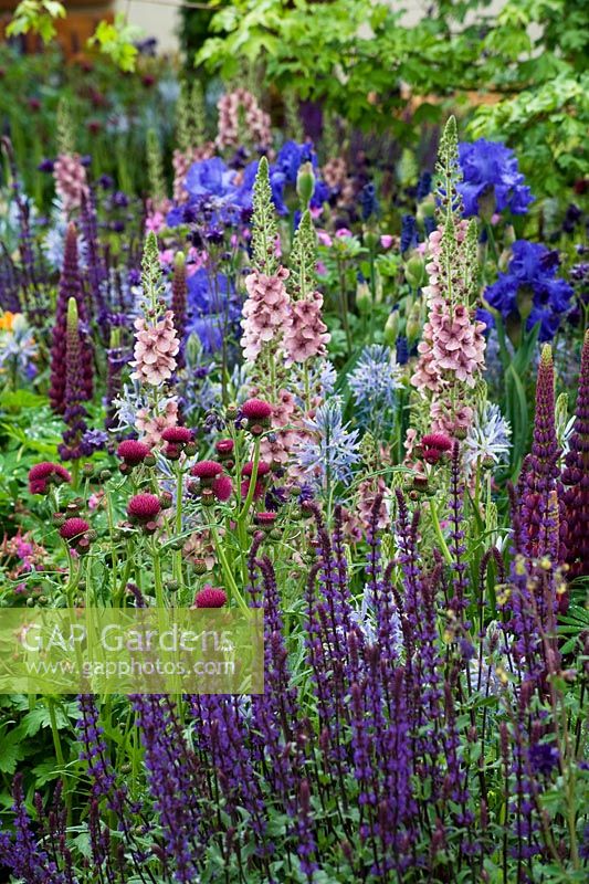 Le Morgan Stanley Healthy Cities Garden Verbsacum, Lupinus Masterpiece, Iris, Cirsium rivulare. Plantation de jardin Cottage