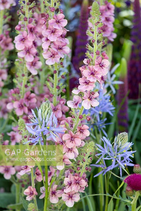 Morgan Stanley Healthy Cities Garden, détail de la plantation avec Verbascum 'Merlin' - molène avec Camassia leichtlinii 'Blue Heaven '.