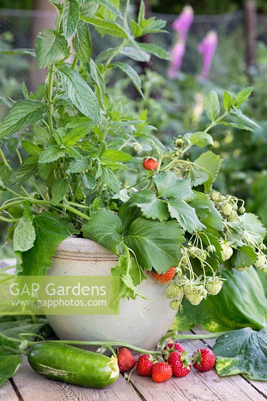 Pot contenant trois ingrédients essentiels prêts pour la récolte: menthe, concombre et fraise.