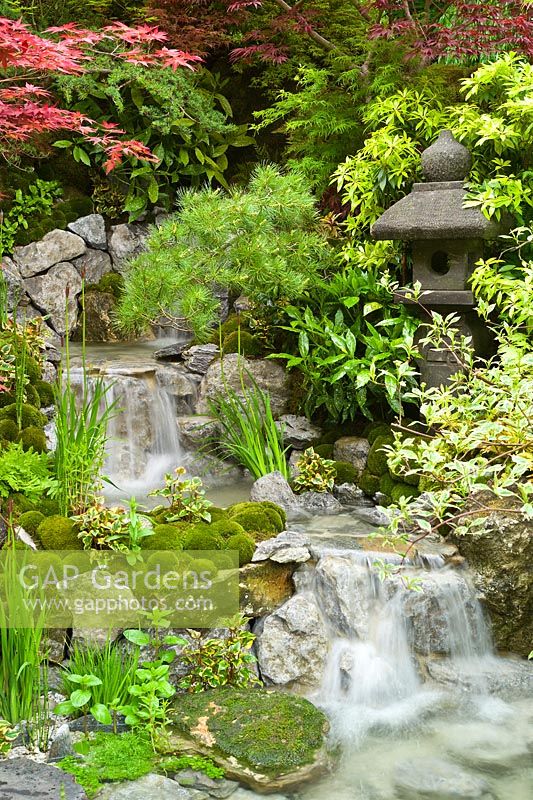 Edo no Niwa - Jardin d'Edo. Jardin japonais - Une cascade s'écoule à travers les rochers et la plantation de textures vertes d'Iris sibirica cv et de coussinets de mousse en coussin