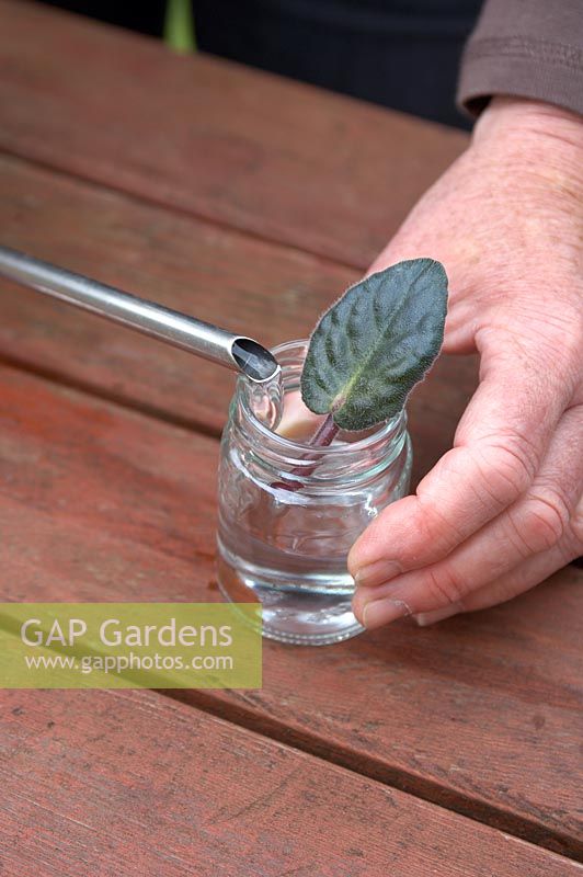 Prendre des boutures de Saintpaulia - mettez la feuille dans un pot et remplissez-la d'eau de sorte que la base des boutures soit juste recouverte par l'eau. Évitez d'arroser l'eau sur la feuille