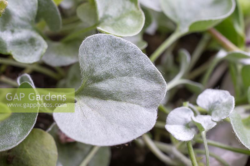 Dichondra 'Silver Falls'