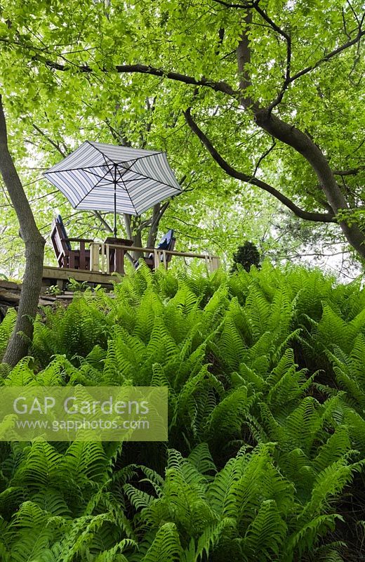 Vue d'une balançoire 2 places avec un parasol à travers une forêt de fougères et d'arbres à feuilles caduques dans un jardin paysager au printemps, Québec, Canada.