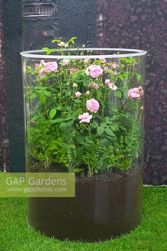 Jardin contemporain - une Rosa enfermée dans un pot de verre géant. Le jardin des parfums d'Harrods.