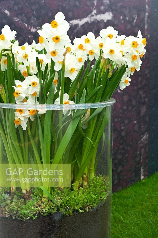 Jardin contemporain - Jonquilles - Narcisse - enfermé dans un pot de verre géant. Le jardin des parfums d'Harrods.