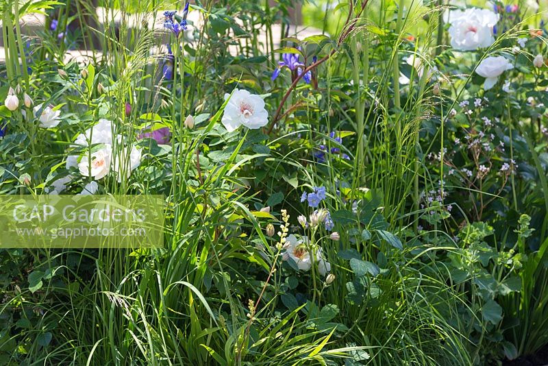 Penser à la paix par Lace Landscapes. Plantation de roses blanches, Iris sibirica et herbes