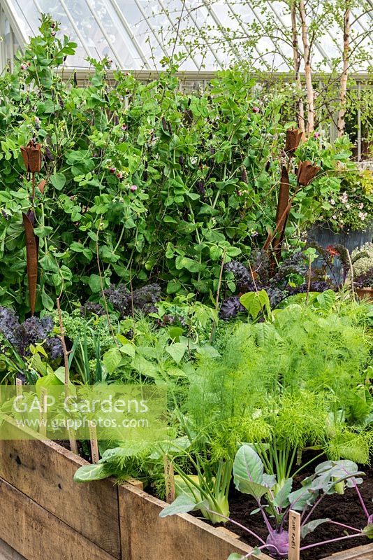 Bordure de légumes en bois surélevée plantée de rangées de chou, haricot, chou frisé, khôl rabi devant des pois appuyés sur des rameaux. RHS Chelsea Flower Show, mai 2015
