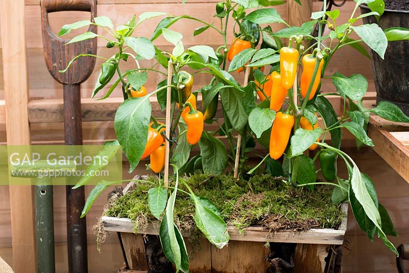 Piment de plus en plus en serre plantée dans un pot en bois garni de mousse, RHS Chelsea Flower Show 2015
