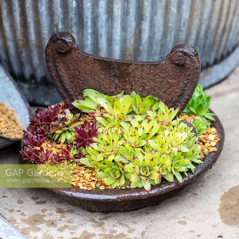Un vieux grattoir à bottes en fer est planté de succulentes sempervivum. RHS Chelsea Flower Show 2015