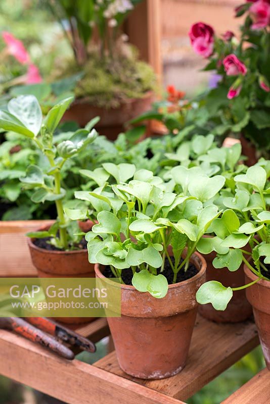 Semis de légumes se développant dans des pots en terre cuite, dans une serre. RHS Chelsea Flower Show 2015
