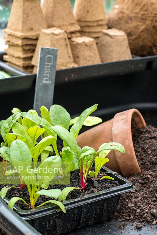 Un bac à graines en plastique étiqueté avec des semis de bette à carde prêt pour le rempotage avec du compost, des pots en terre cuite et en carton RHS Chelsea Flower Show 2015
