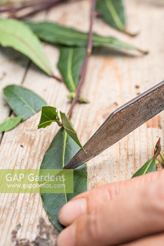 Les feuilles restantes sur les boutures de laurier doivent être coupées en deux. Cela réduit l'énergie utilisée par la plante, ce qui permet aux racines de se développer