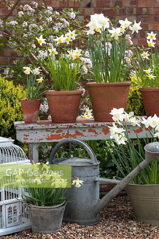 Narcisse en pot de printemps - 'WP Milner', 'Tresamble' et 'Jack Snipe' sur un banc avec arrosoir et cage à oiseaux