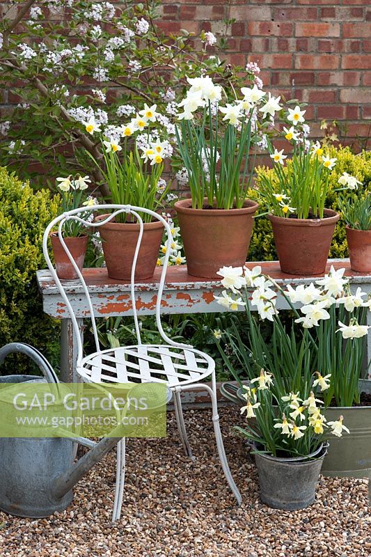 Narcisse en pot de printemps - 'WP Milner', 'Tresamble' et 'Jack Snipe' sur un banc avec chaise et arrosoir