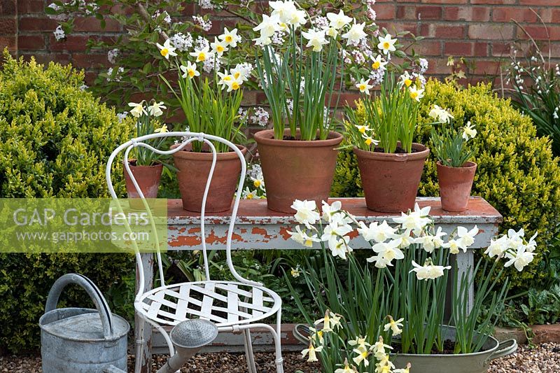 Narcisse en pot de printemps - 'WP Milner', 'Tresamble' et 'Jack Snipe' sur un banc avec chaise et arrosoir