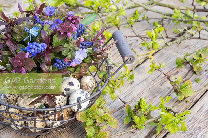 Affichage floral de Pâques dans un panier métallique contenant des œufs de caille, Pulmonaria, Muscari, Lamium purpureum, Scilla siberica et Hebe, accompagné de feuillage printanier frais