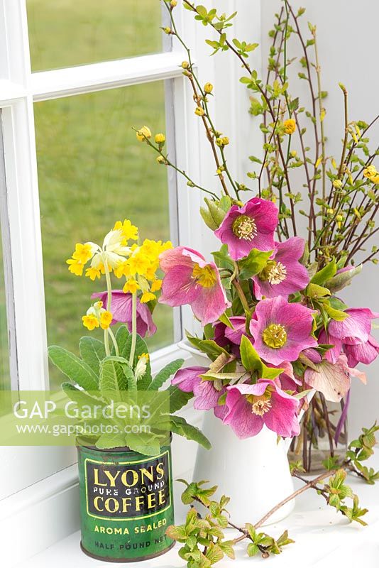 Affichage floral de la floraison Hellébore et Primula veris en pot de café vintage, en vue du jardin