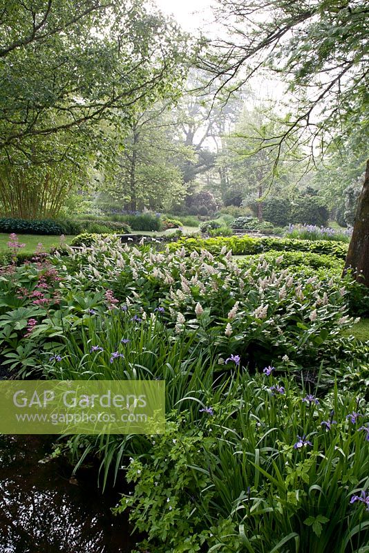 Maianthemum racemosa, Iris versicolor et Rodgersia pinnata à la lumière du petit matin. Voir à Longstock Park Water Gardens en mai, Hampshire.