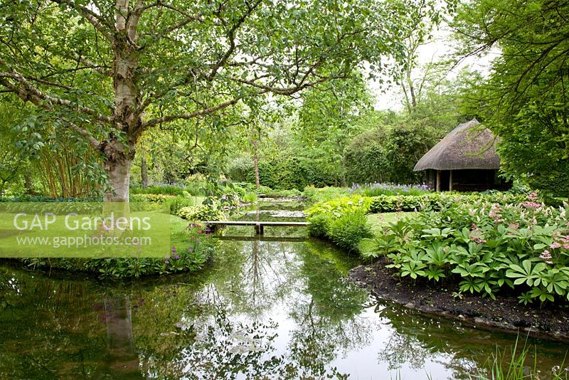 Voir à Longstock Park Water Gardens avec Betula et Rodgersia pinnata avec iris siberica au loin