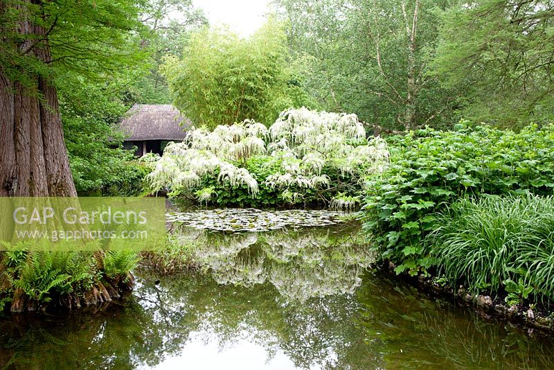 Wisteria floribunda Multijuga 'Alba' en mai à Longstock Park Water Gardens, Hampshire