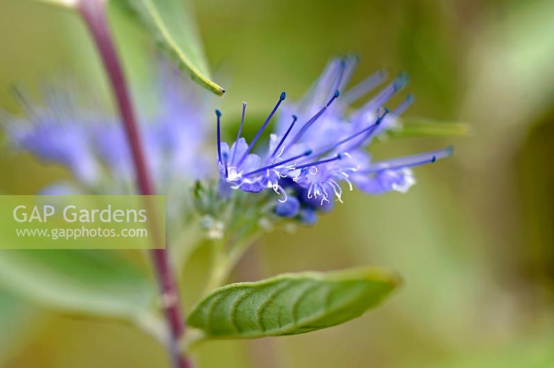 Caryopteris x clandonensis 'Heavely Blue'