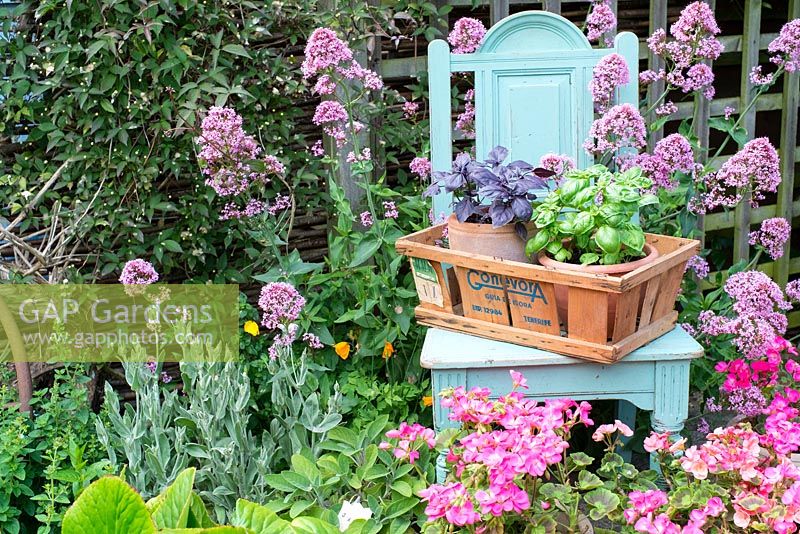Scène de jardin au début de l'été avec du basilic rouge et du pot cultivé en boîte de fruits vintage sur une chaise peinte antique