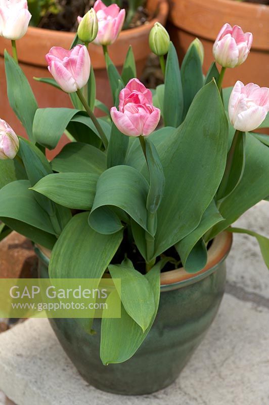 Tulipa 'Upstar' en pot émaillé vert